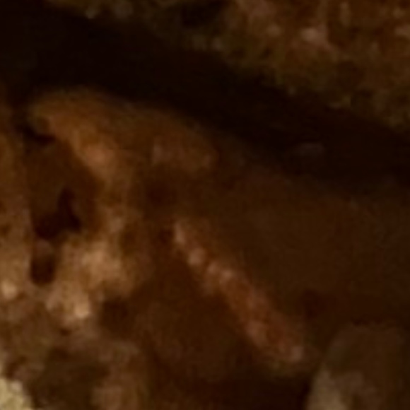 Meet your Posher, Trixie - Picture 1 of 1